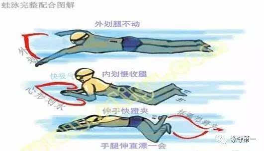 蛙泳肌肉发力部位图片