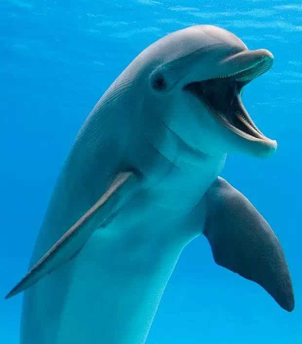 最后发现,海豚的确能够用自己的声音来传递消息,它们也能够听得懂一些