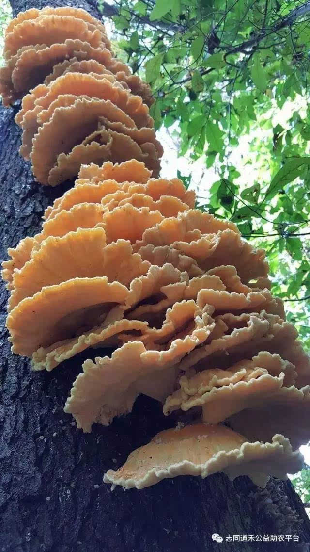 鸡冠子蘑菇图片图片