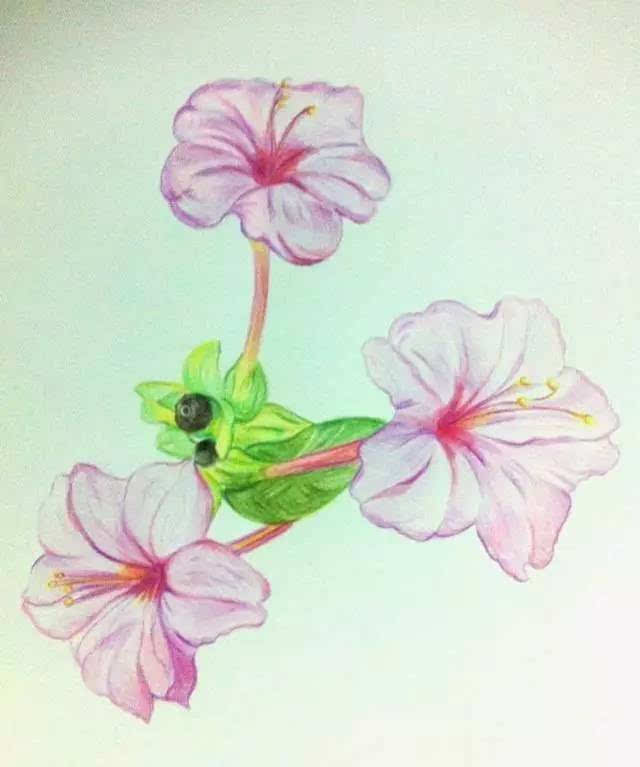 紫茉莉简笔画彩色图片