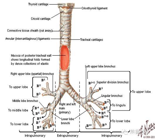 【醫學知識】不得不收藏的呼吸系統解剖圖-教育頻道-手機搜狐