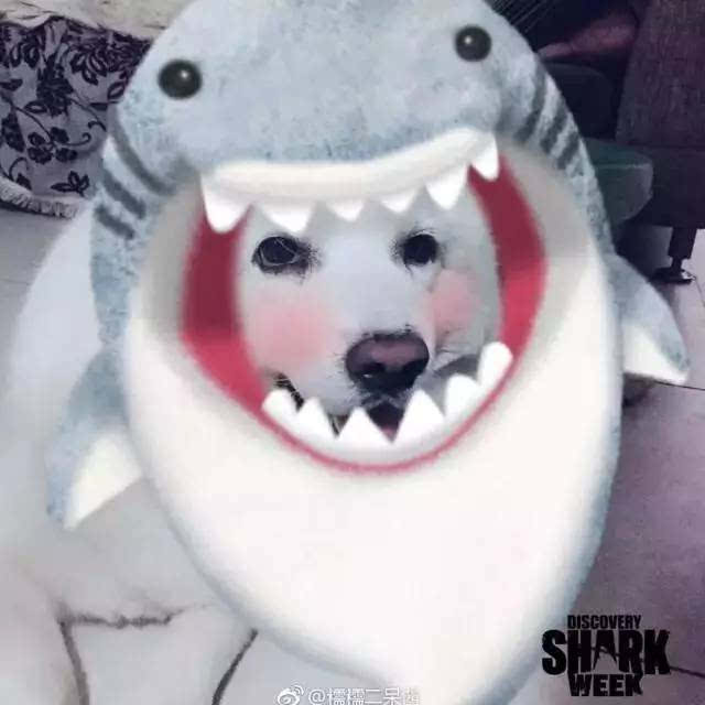 鲨鱼和狗笑的头像图片