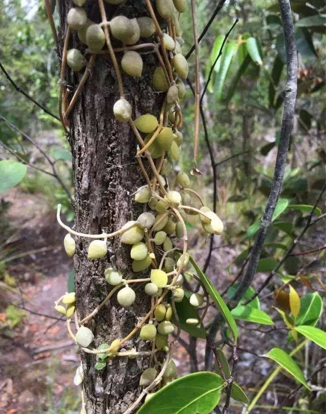 与鸟兽同行 丨 沙捞越的神奇植物王国