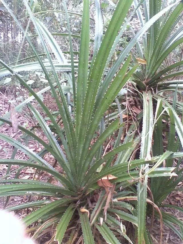 春湾生长了一种叶子有刺的植物 当地人称为"勒古"勒古虫"就藏身在"