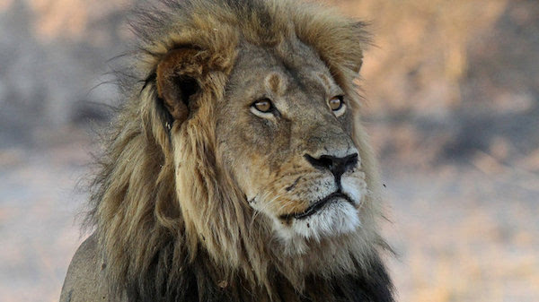 也许你还没忘记那头名叫塞西尔的非洲雄狮