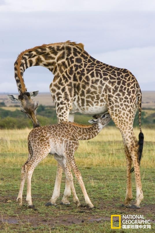 世界母乳喂养周:动物母亲哺乳的甜蜜时刻