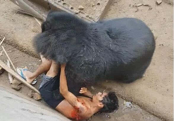 亚洲黑熊图片咬人图片