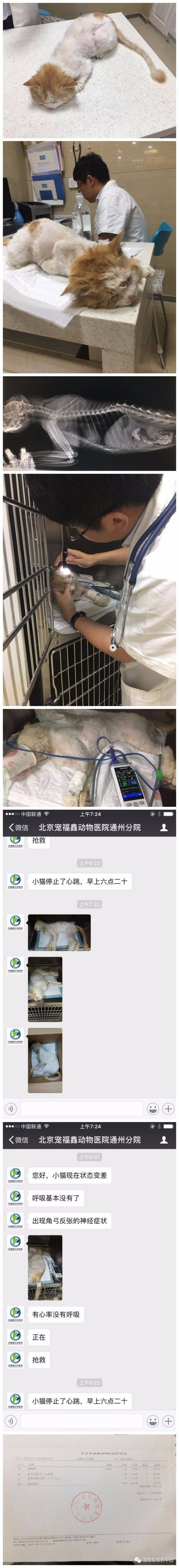 42元 17年7月支出情况 救助对象一:北京车撞流浪猫 救治医院:北京宠