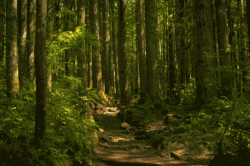 森林动态壁纸图片