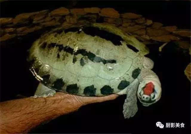 彩色乌龟长大残忍照片图片