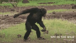 大猩猩跳舞动态图片