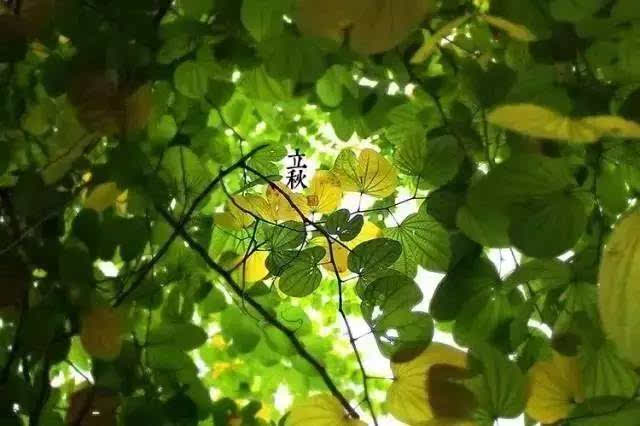 今日立秋|秋已至,夏未央.收好這份養生秘訣,安心盼天涼