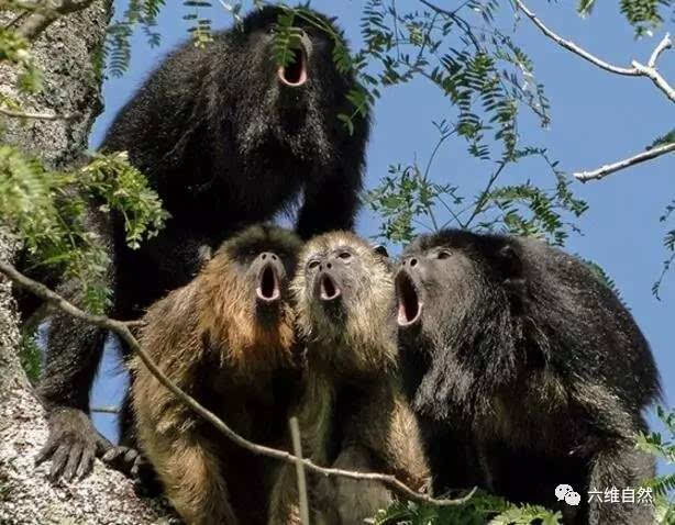 吼猴的恐怖图片黑金图片