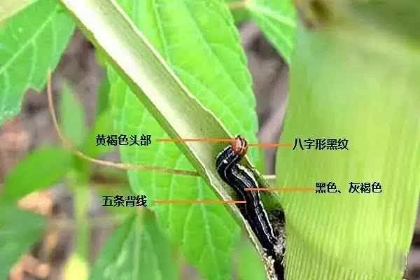 粘虫简笔画图片