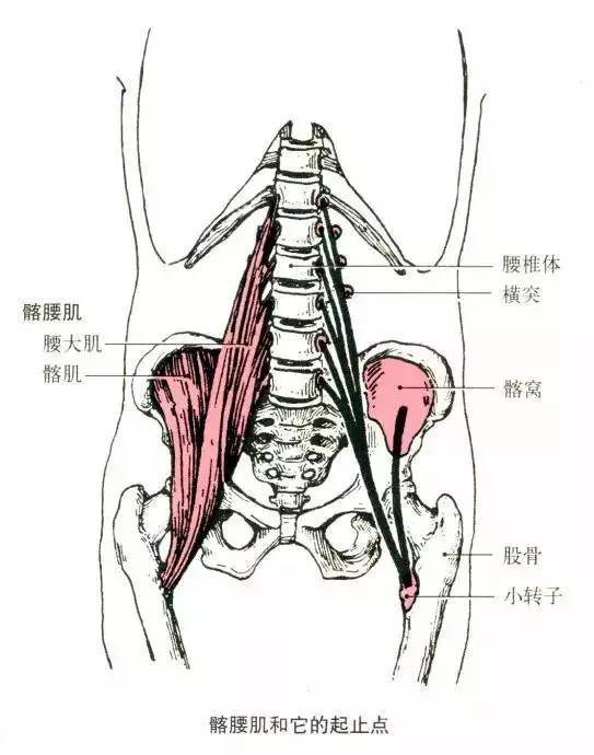 起于第十二胸椎和第一至五腰椎体侧面和横突;髂肌 起于髂窝 止点:股骨