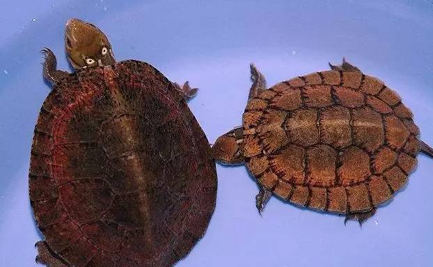你懂怎么区分眼斑水龟与四眼水龟?
