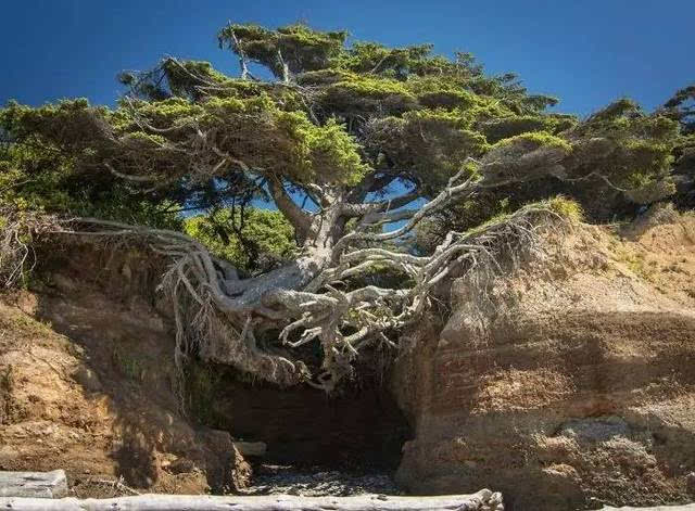 绝处逢生的树,生命真的是强大啊!