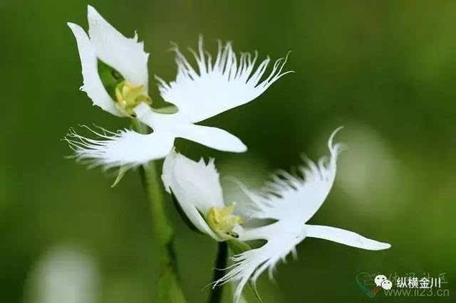 世界上已經滅絕的花(世界上已經滅絕的花朵)