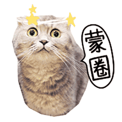 一大波小猫咪表情包 萌萌哒动态图-搞笑频道-手机搜狐