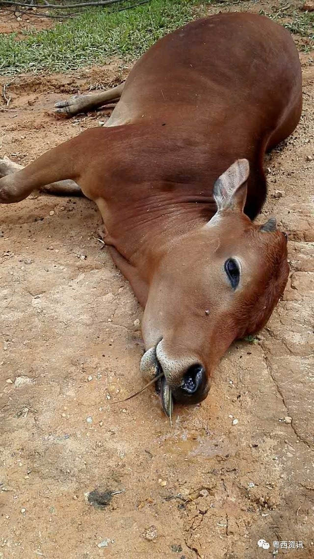 茂名这里的十几头牛离奇中毒,五头抢救无效死亡】