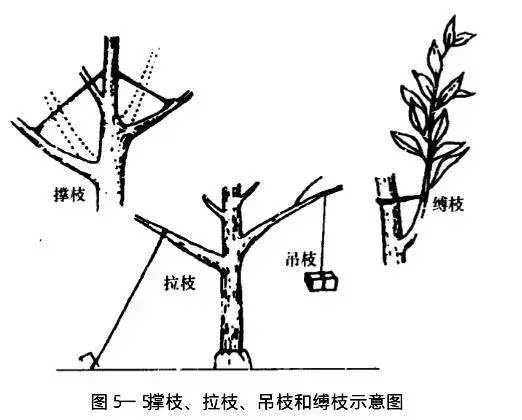 将植株主枝,侧枝改变生长方向,调节骨干枝的分布和长势,培养树冠骨架