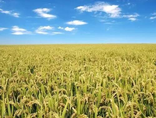 世界水稻种植区图片