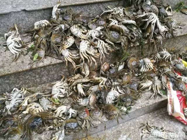 蟹公寓养青蟹经常死亡图片