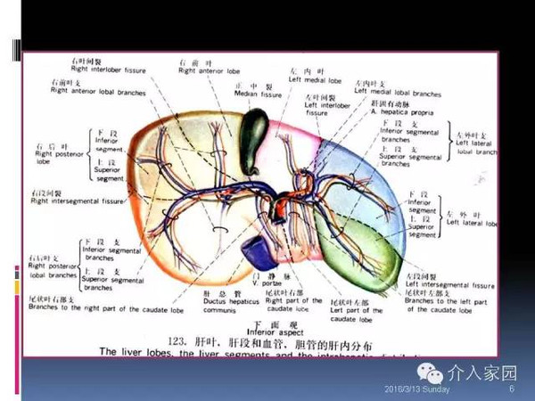 肝脏分段及血管详细辨识教程断层解剖影像学