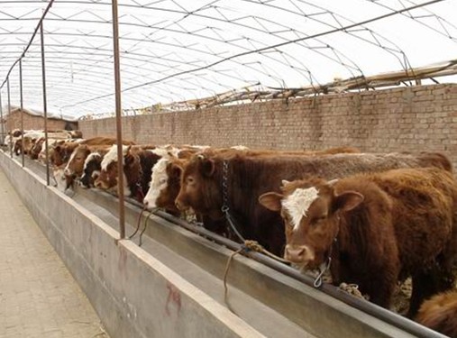 養牛場肉牛養殖中育肥催肥添加劑的應用