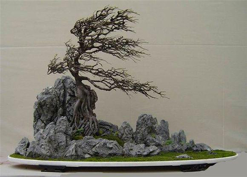 石头和树的盆景图片图片