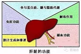 肝脏工字部的组成图片图片