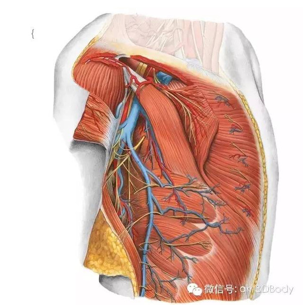 肩关节三维解剖图图片
