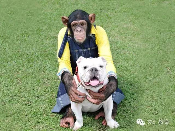 日本猩猩小庞去世图片