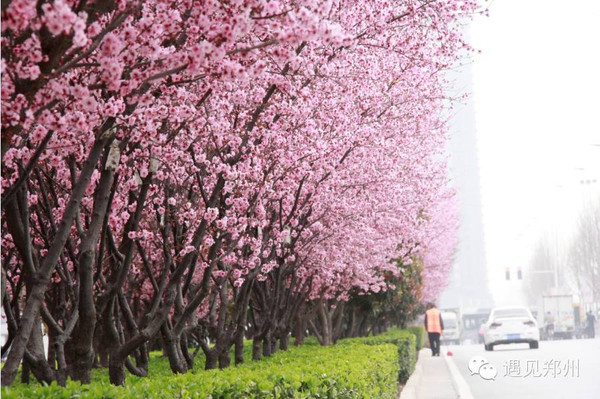 郑州大街上那些好看的花到底叫啥?