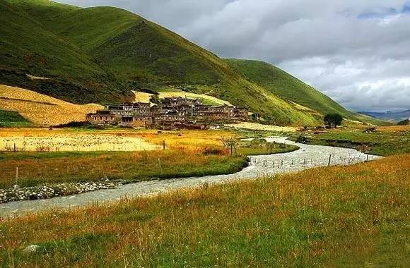 康定江巴村:草原遍地烂漫野花