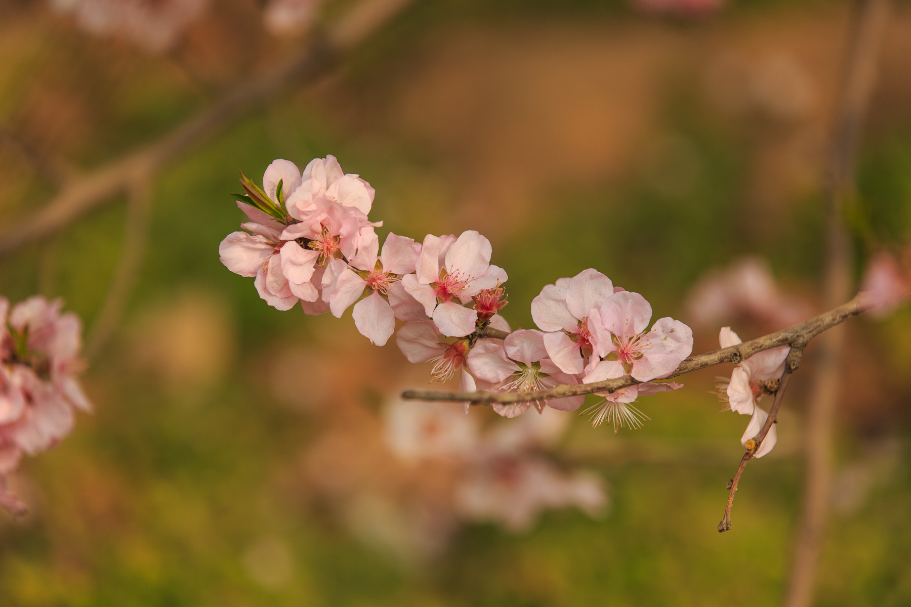 三月桃花满树红图片