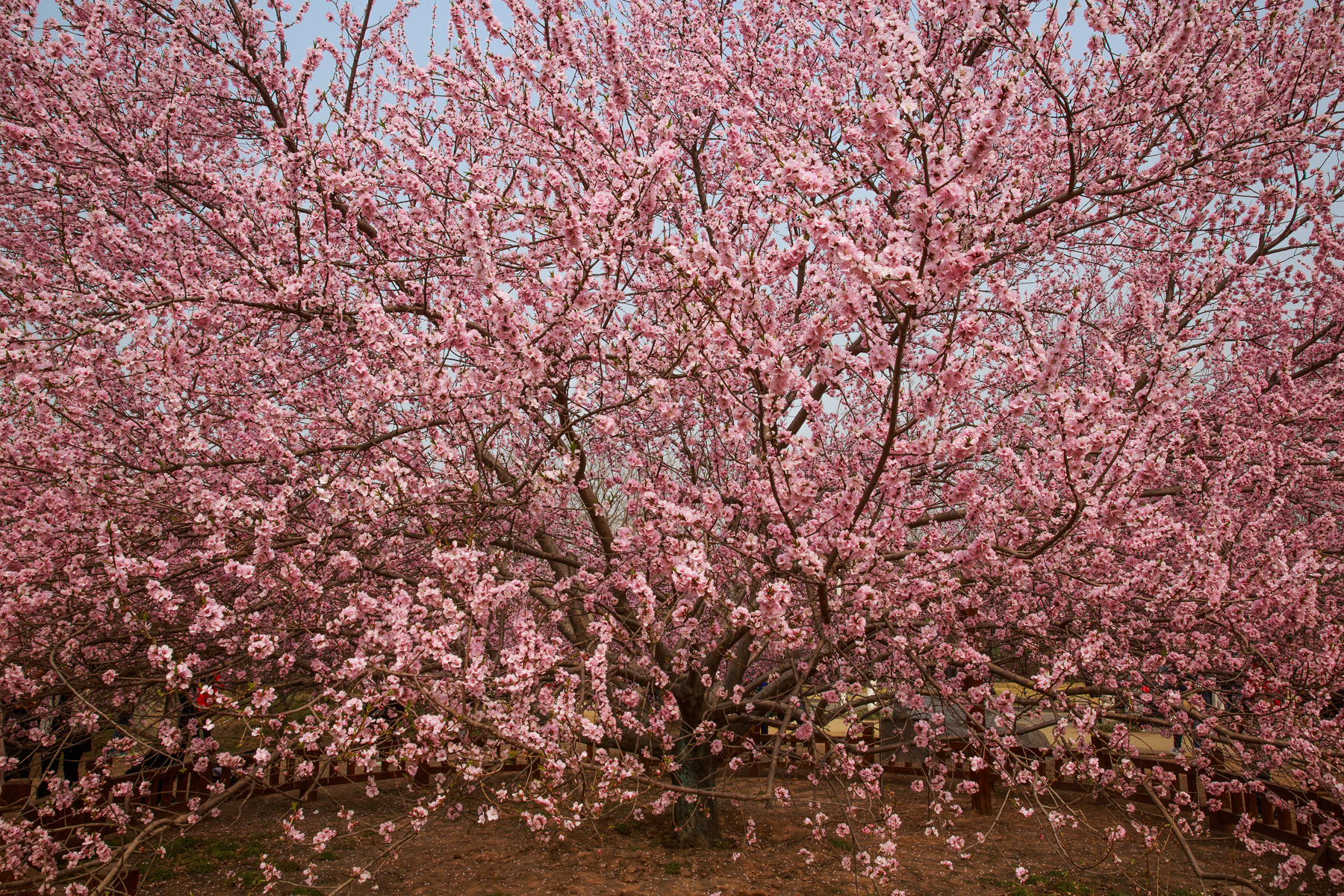 桃花树长什么样子图片图片