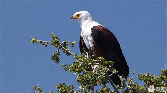 各個國家的國寶動物你知道幾個