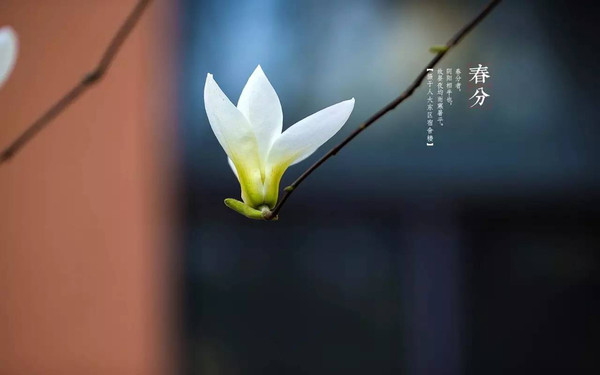 节气 春分雨脚落声微