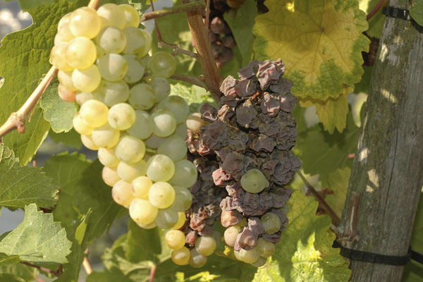 德国复古葡萄成熟期图片