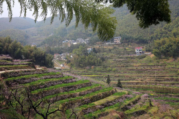 2016富阳新登半山桃花节明天开幕啦!看看今年有什么活动?