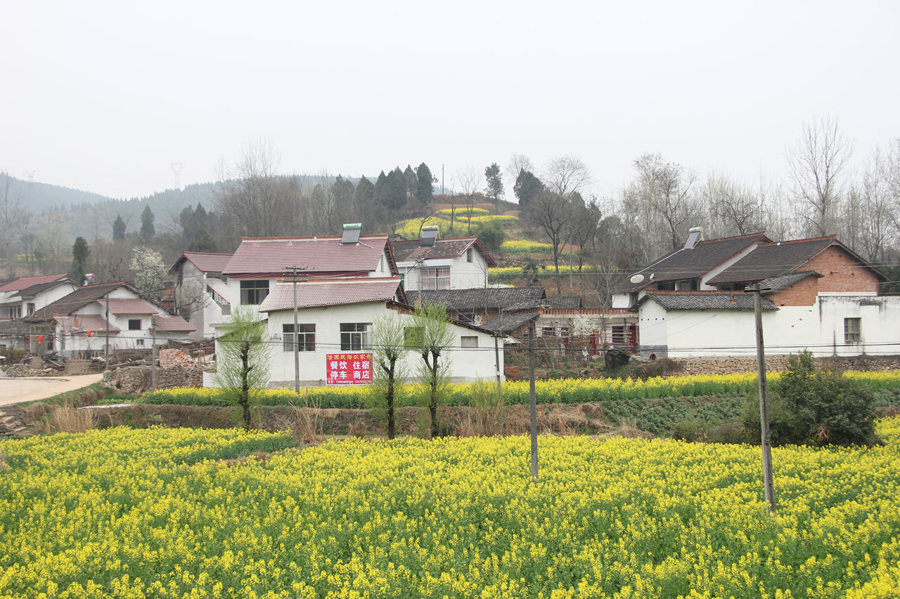 2016中国最美油菜花海活动开幕 汉中南郑欢迎你