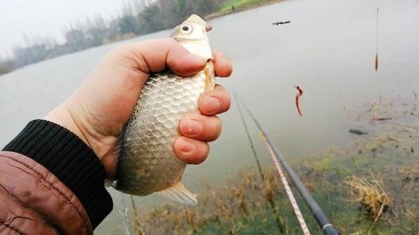 夏季釣鯽魚的技巧及注意事項