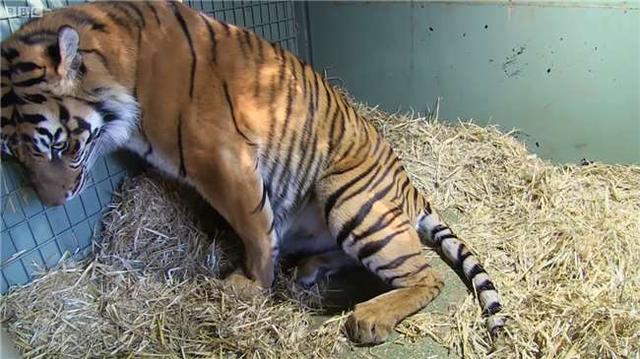 老虎怀孕大肚子图片图片