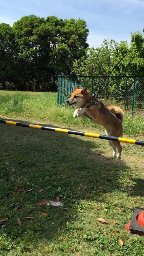 柴犬趴栏杆表情包图片