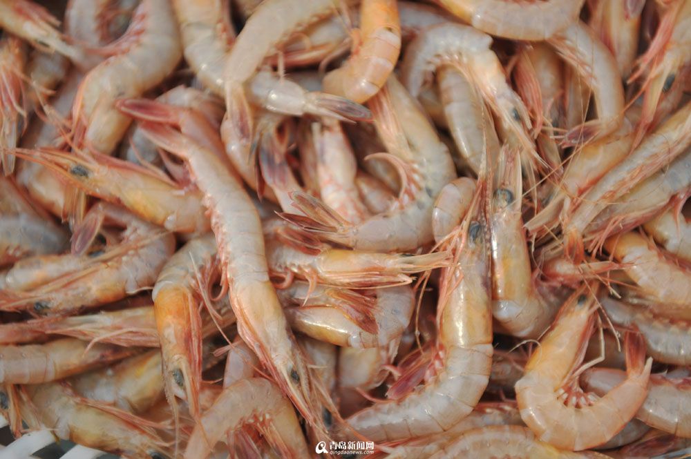 鲜美的海捕蛎虾野生大牙片,4斤重,每斤35元各种小杂鱼很便宜海虹供应