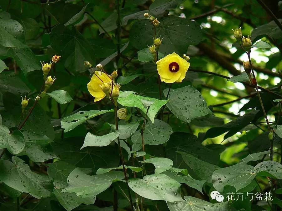 常見植物‖未知的自然世界就在身邊(第四期)