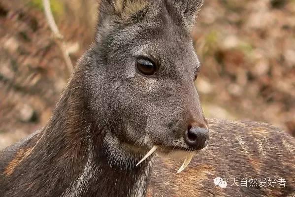 克什米尔麝香鹿(学名 moschus cupreus,是一种生活在克什米尔地区的