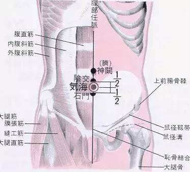 脐下五寸位置的示意图图片
