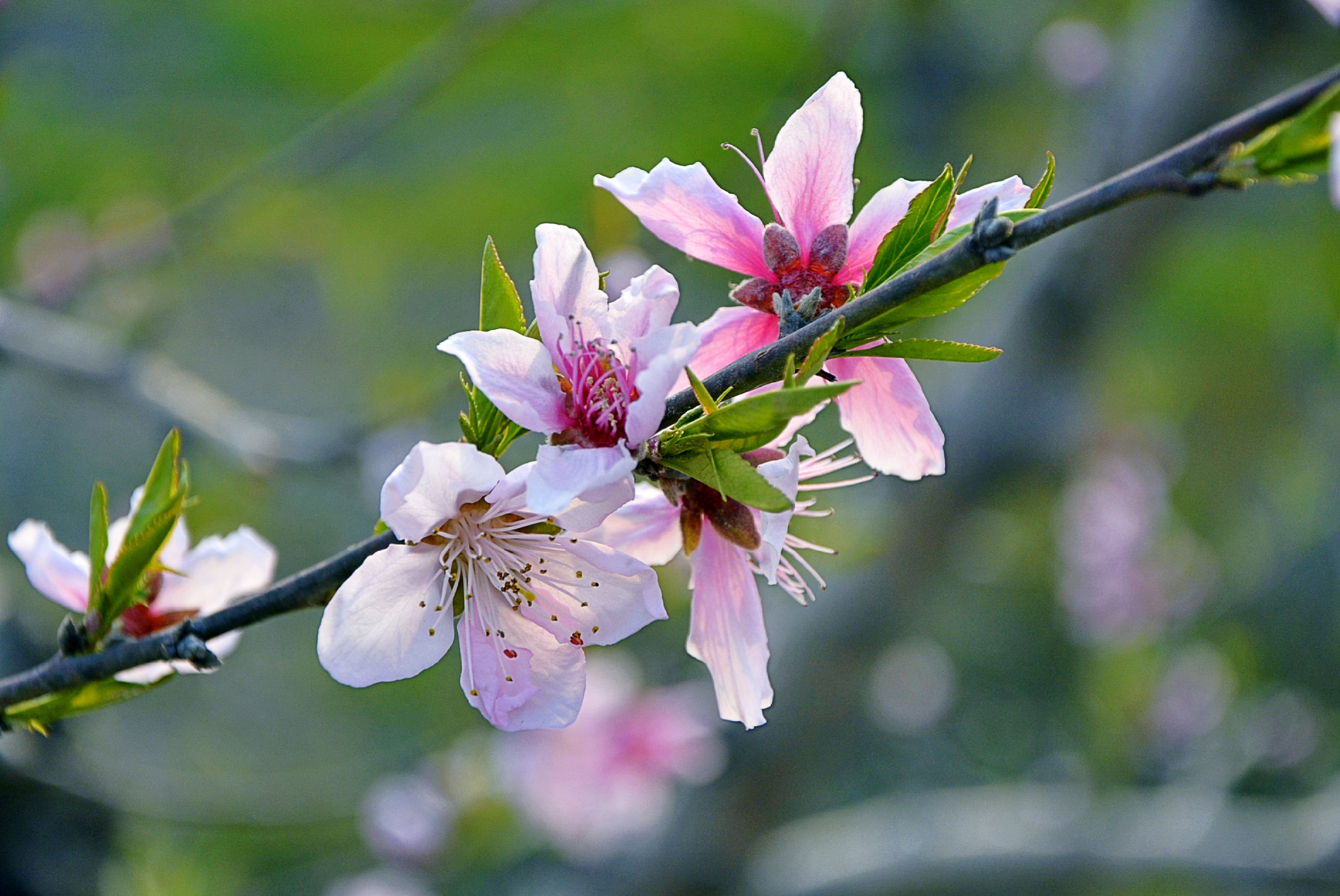 桃花,属蔷薇科